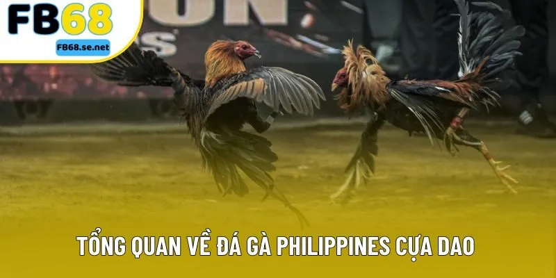 Tổng quan về đá gà Philippines cựa dao cho người mới Tổng quan về đá gà Philippines cựa dao cho người mới