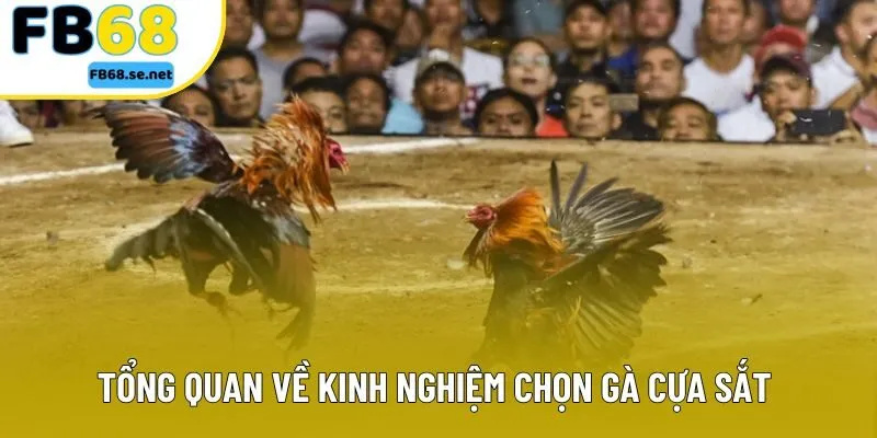 Tổng quan về kinh nghiệm chọn gà cựa sắt cho người mới Tổng quan về kinh nghiệm chọn gà cựa sắt cho người mới