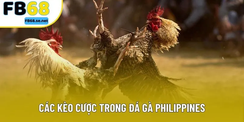 Các kèo cược trong đá gà Philippines Các kèo cược trong đá gà Philippines