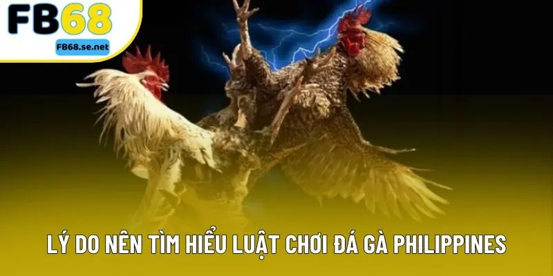 Lý do nên tìm hiểu luật chơi đá gà Philippines Lý do nên tìm hiểu luật chơi đá gà Philippines