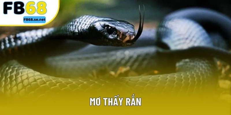 Mơ Thấy Rắn - Những Con Số May Mắn Bạn Không Nên Bỏ Lỡ